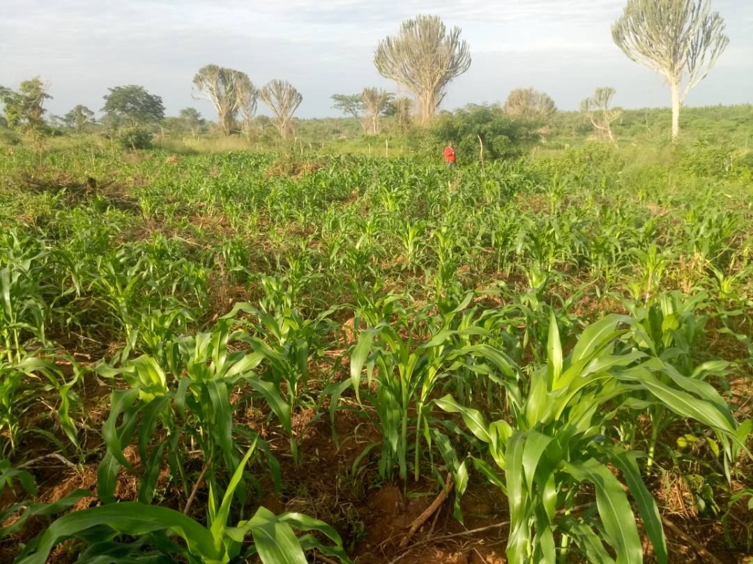 200 Acres of Land in Luwero District. 23 km from Luwero Town