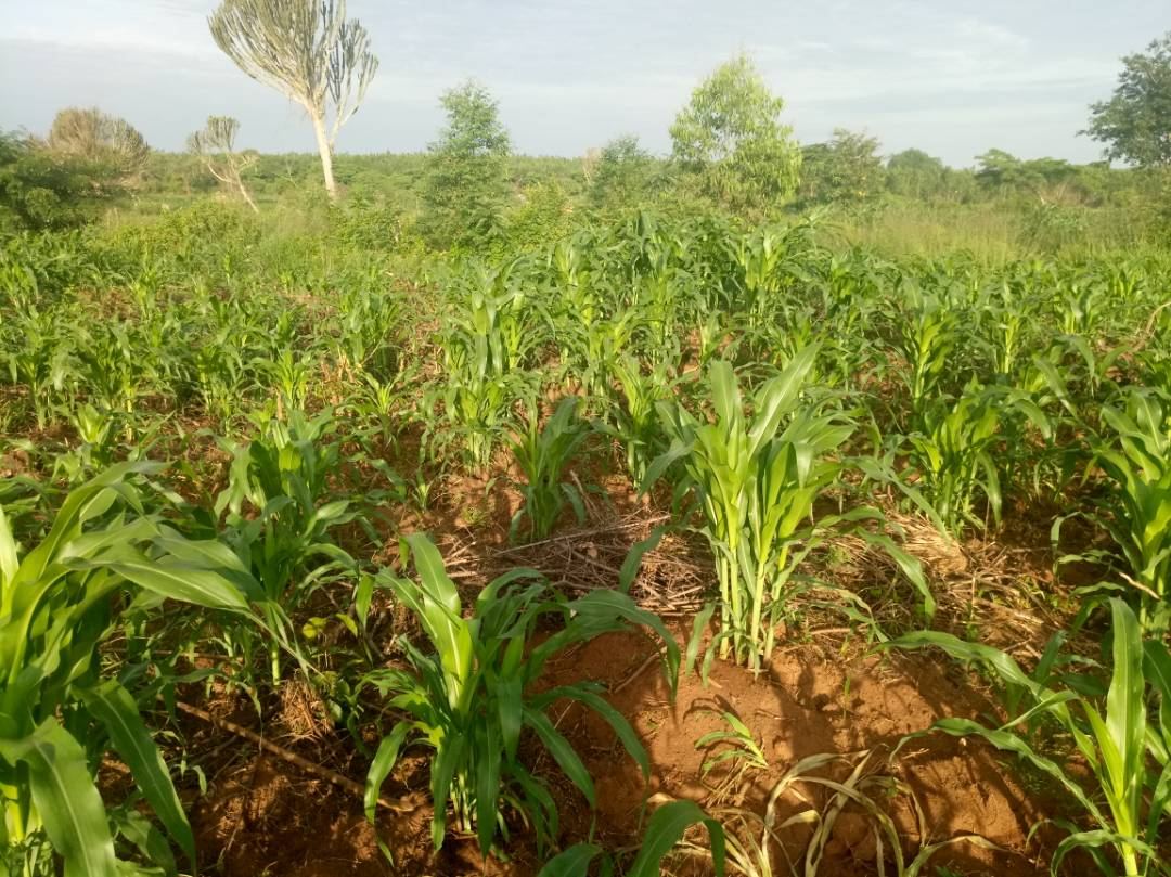 200 Acres of Land in Luwero District. 23 km from Luwero Town — photo 3