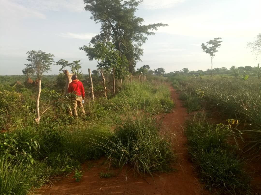 200 Acres of Land in Luwero District. 23 km from Luwero Town — photo 4