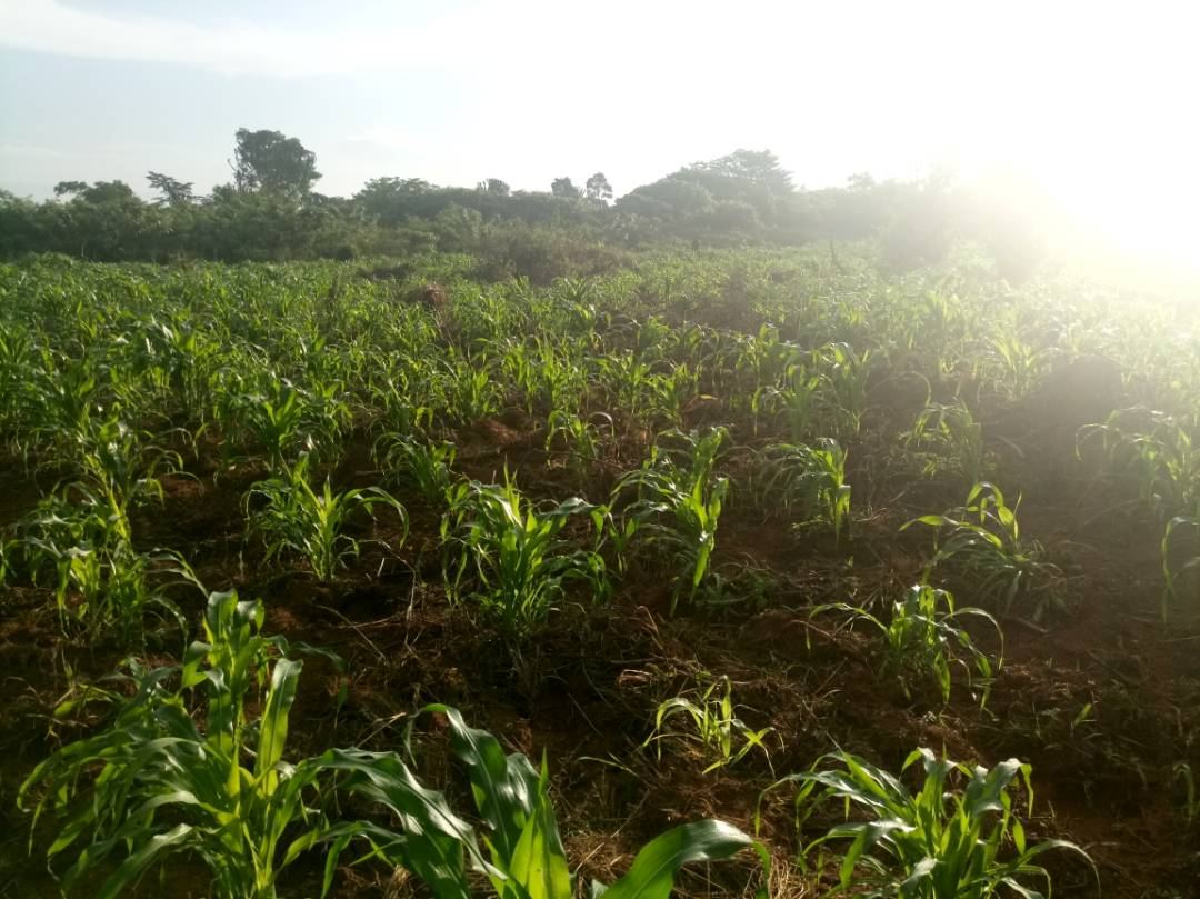 200 Acres of Land in Luwero District. 23 km from Luwero Town — photo 5