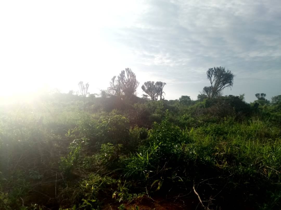 200 Acres of Land in Luwero District. 23 km from Luwero Town — photo 7