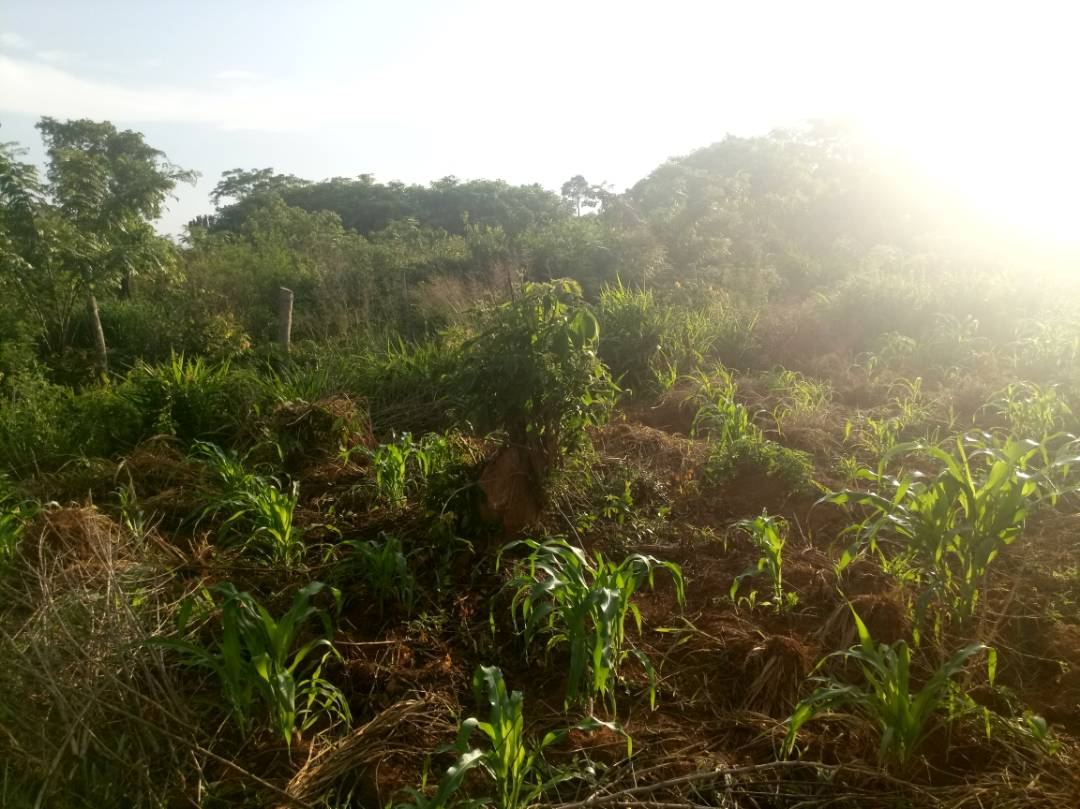 200 Acres of Land in Luwero District. 23 km from Luwero Town — photo 8