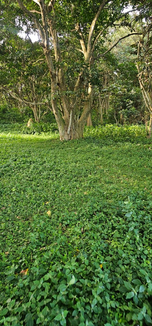 32 Acres of Lakefront Private Mailo – Garuga, Entebbe Road | 550 million ugx per acre — photo 2