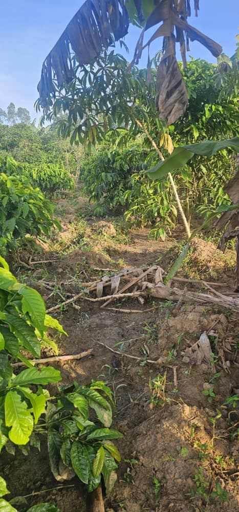 2.5 Acres with Established Coffee & Banana Plantation – Ssisa Ngongolo, Nakawuka Road | UGX 375,000,000 — photo 1