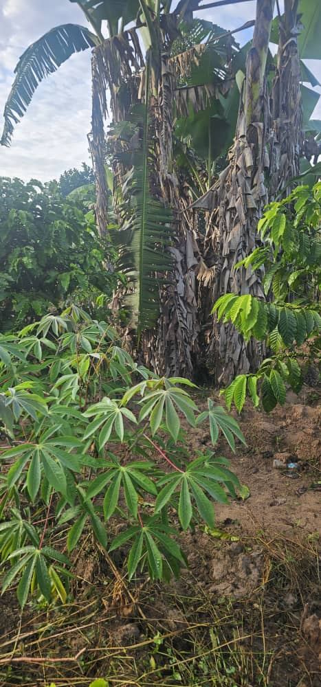 2.5 Acres with Established Coffee & Banana Plantation – Ssisa Ngongolo, Nakawuka Road | UGX 375,000,000 — photo 2