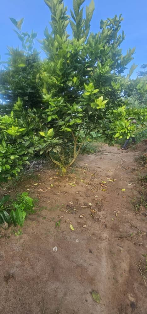 2.5 Acres with Established Coffee & Banana Plantation – Ssisa Ngongolo, Nakawuka Road | UGX 375,000,000 — photo 3