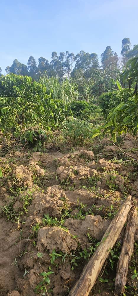 2.5 Acres with Established Coffee & Banana Plantation – Ssisa Ngongolo, Nakawuka Road | UGX 375,000,000 — photo 4