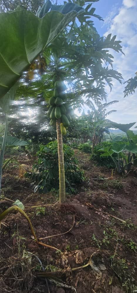 2.5 Acres with Established Coffee & Banana Plantation – Ssisa Ngongolo, Nakawuka Road | UGX 375,000,000 — photo 5