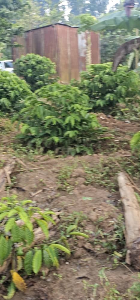 2.5 Acres with Established Coffee & Banana Plantation – Ssisa Ngongolo, Nakawuka Road | UGX 375,000,000 — photo 6