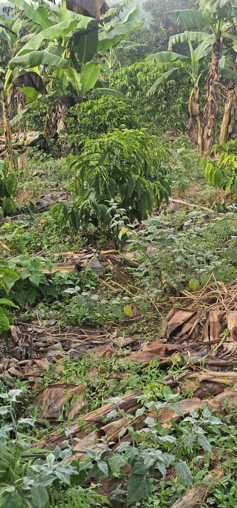 2.5 Acres with Established Coffee & Banana Plantation – Ssisa Ngongolo, Nakawuka Road | UGX 375,000,000 — photo 7