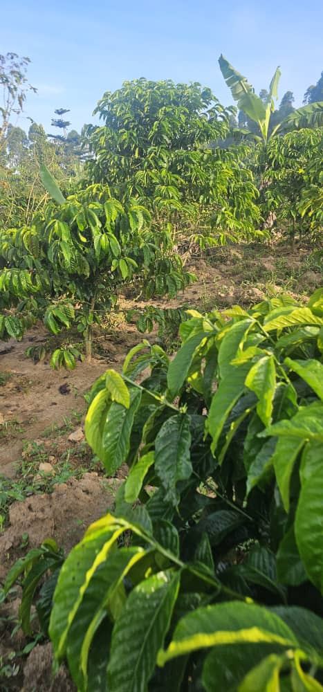 2.5 Acres with Established Coffee & Banana Plantation – Ssisa Ngongolo, Nakawuka Road | UGX 375,000,000 — photo 8