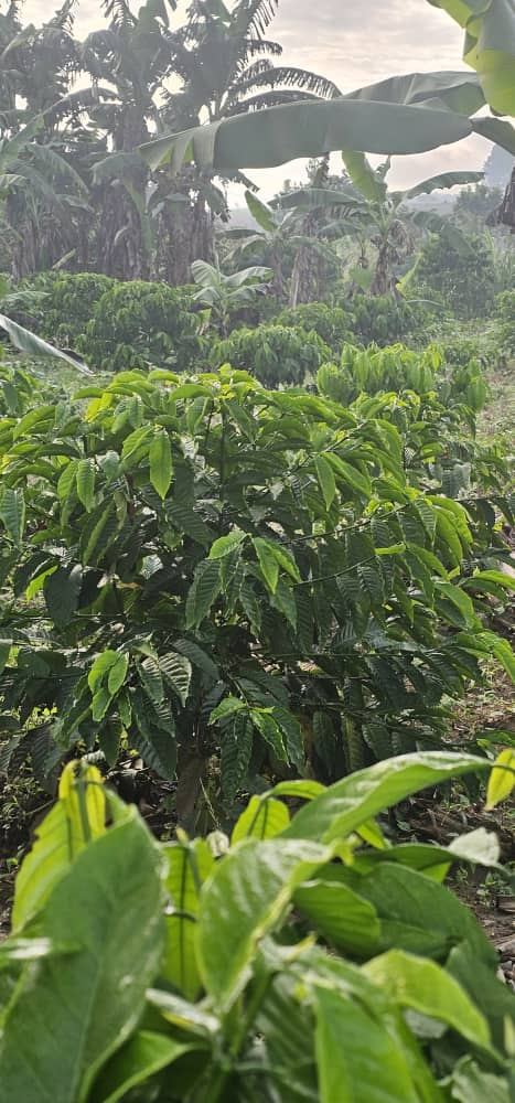 2.5 Acres with Established Coffee & Banana Plantation – Ssisa Ngongolo, Nakawuka Road | UGX 375,000,000 — photo 9