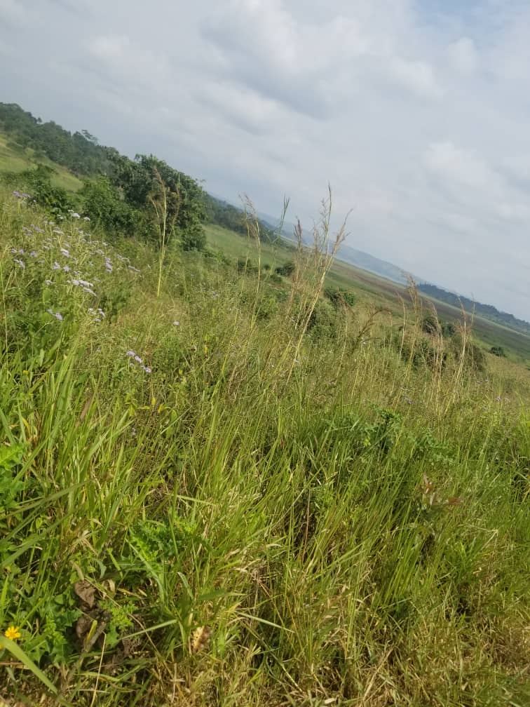 100 Acres for Farming or Estate Development – Off Katosi Road, — photo 1