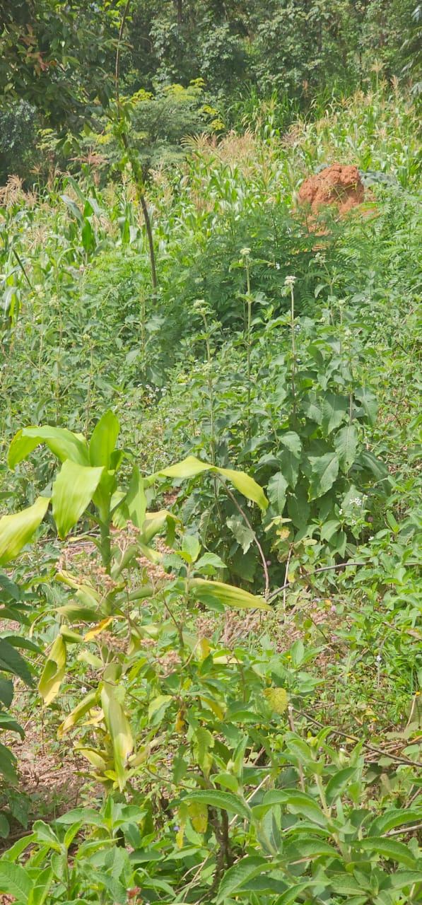 4.5 Acres with View – Katale Sseguku, Entebbe Road | UGX 600M per acre (from 2 acres) — photo 5
