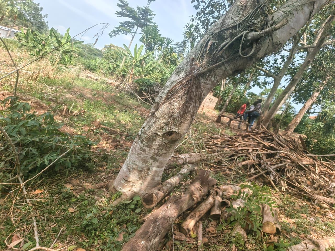 5 Acres of Prime Mailo Land for Sale in Mbalala, Mukono – UGX 70M per Acre — photo 2