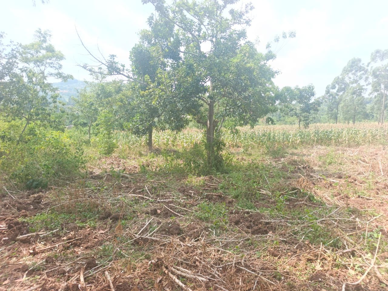 5 Acres of Prime Mailo Land for Sale in Mbalala, Mukono – UGX 70M per Acre — photo 3
