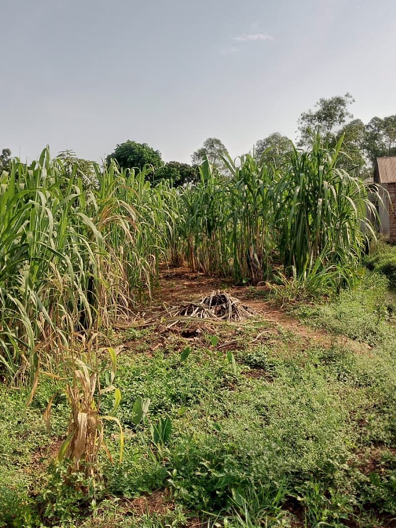 87 Decimals on Private Mailo – Kikaaya, Kawempe Division | UGX 600,000,000 (Slightly Negotiable) — photo 4