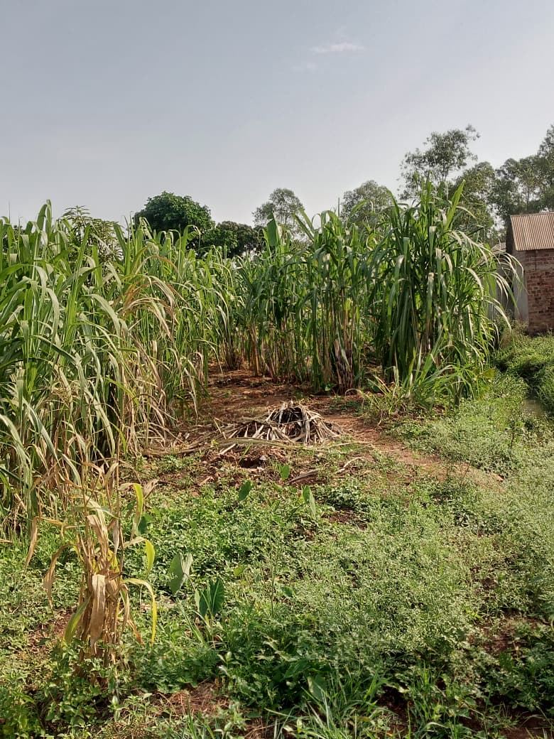 87 Decimals on Private Mailo – Kikaaya, Kawempe Division | UGX 600,000,000 (Slightly Negotiable) — photo 5