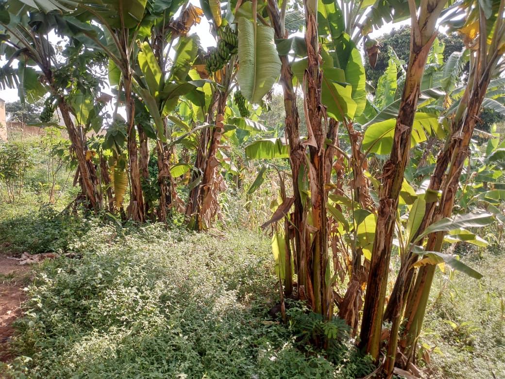 87 Decimals on Private Mailo – Kikaaya, Kawempe Division | UGX 600,000,000 (Slightly Negotiable) — photo 6