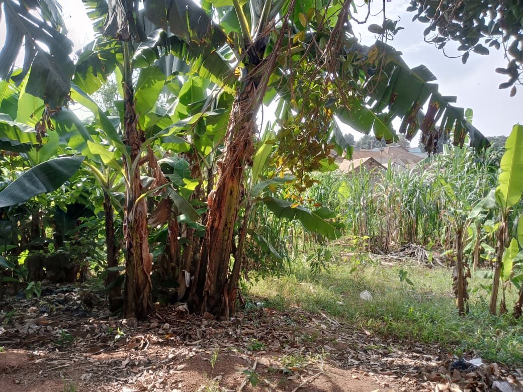 87 Decimals on Private Mailo – Kikaaya, Kawempe Division | UGX 600,000,000 (Slightly Negotiable) — photo 7
