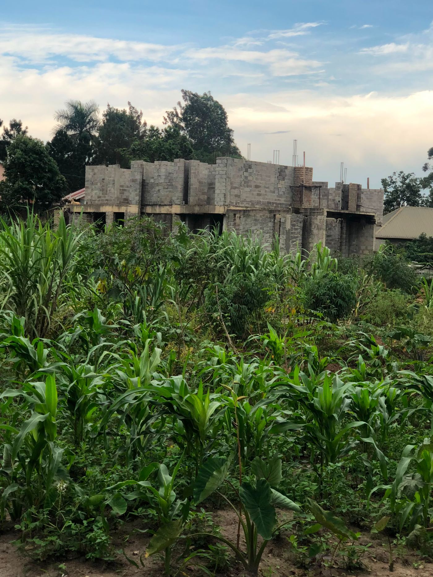 2 Acres on Private Mailo – Namugongo Wabusana | UGX 1,000,000,000 — photo 5
