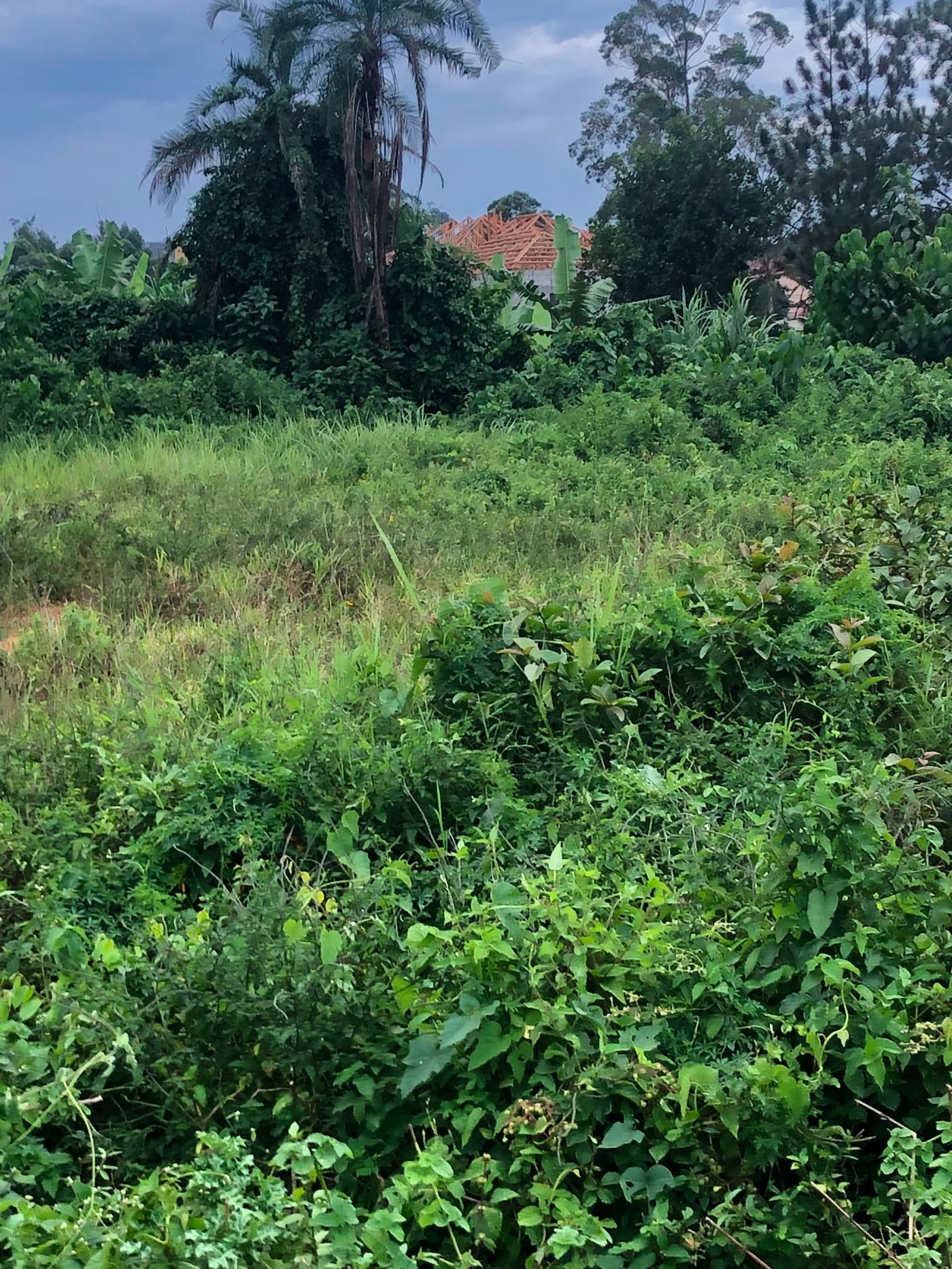 2 Acres on Private Mailo – Namugongo Wabusana | UGX 1,000,000,000 — photo 6