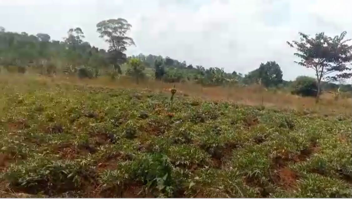 3 Acres on Private Mailo – Nyanja, Bukerere | UGX 230,000,000 — photo 3
