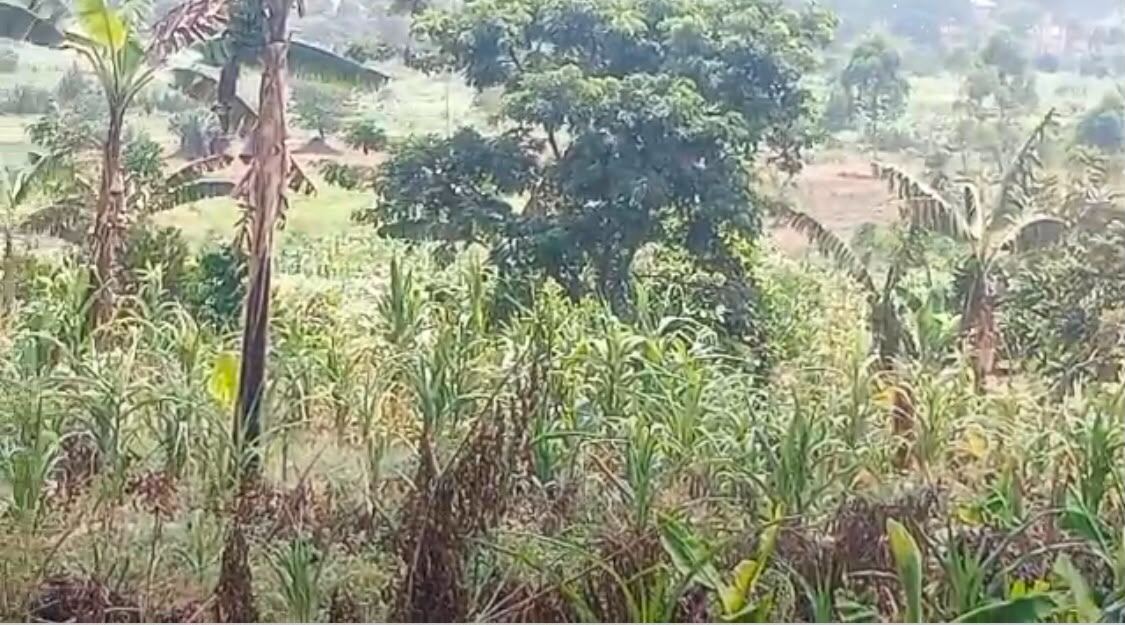 3 Acres on Private Mailo – Nyanja, Bukerere | UGX 230,000,000 — photo 5