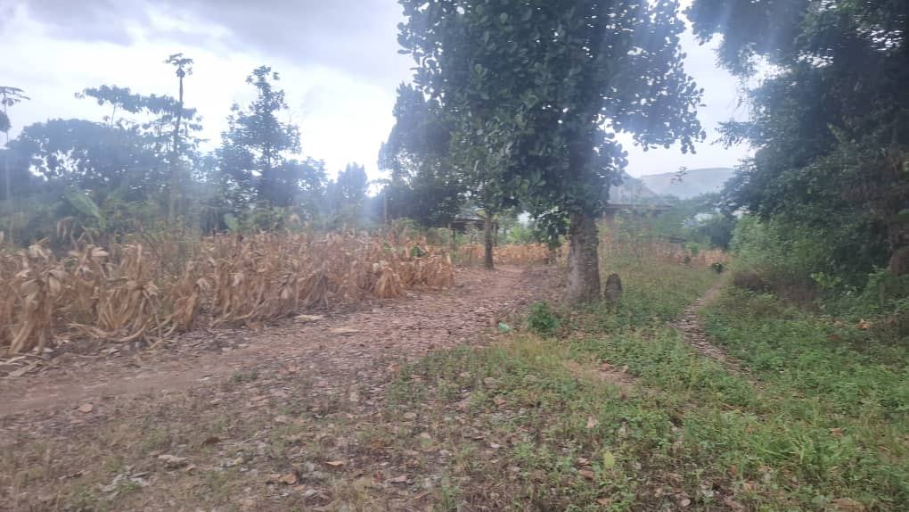 21 Acres of Farmland with Dual Road Access – Bukungulu, off Mityana Road | UGX 17M per acre — photo 1
