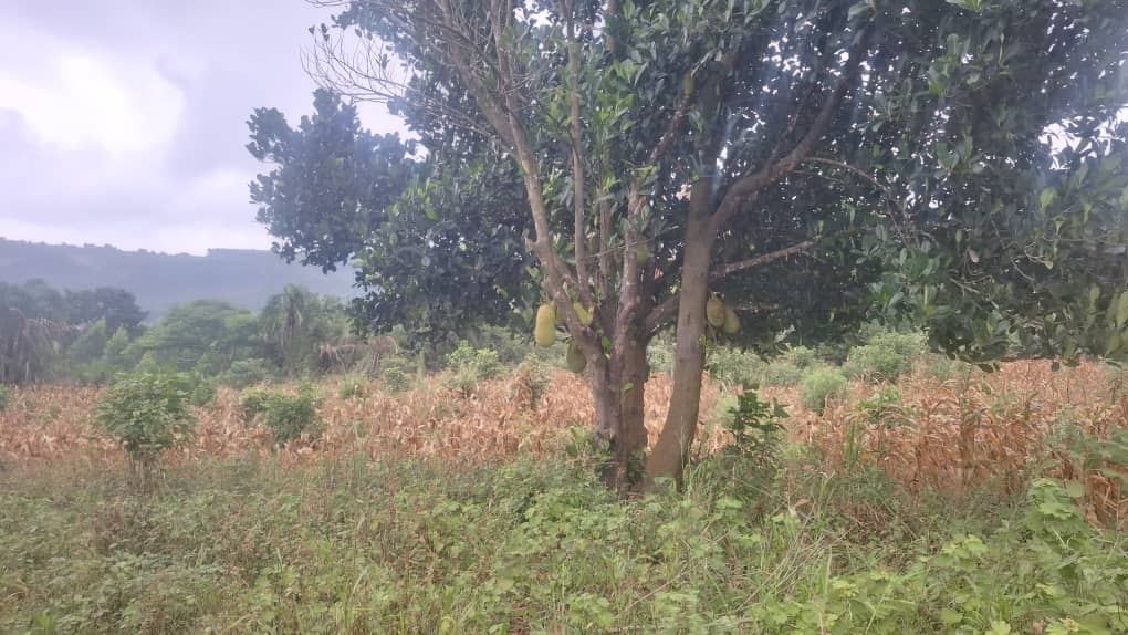 21 Acres of Farmland with Dual Road Access – Bukungulu, off Mityana Road | UGX 17M per acre — photo 3
