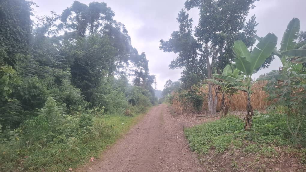 21 Acres of Farmland with Dual Road Access – Bukungulu, off Mityana Road | UGX 17M per acre — photo 4