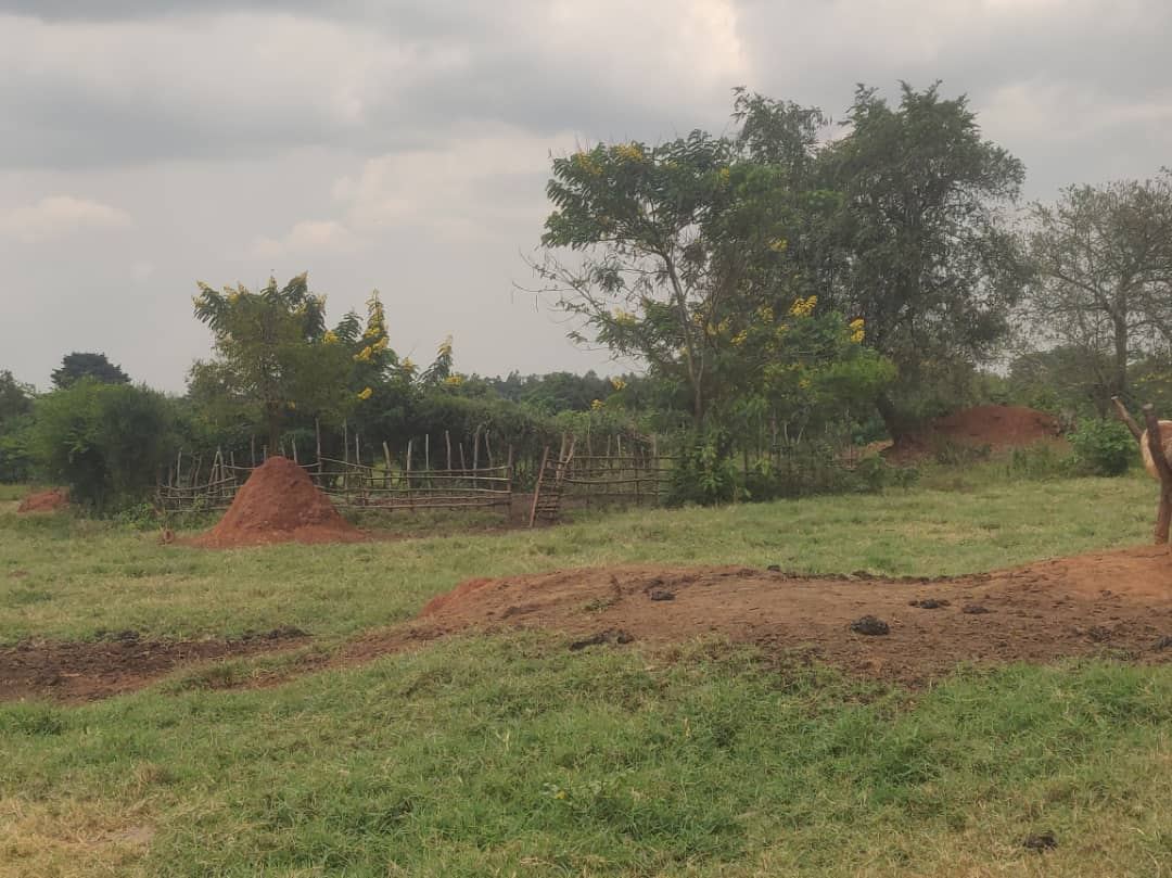 200 Acres with Dam and Fencing – Kalagala–Kiwoko Road, Nakaseke | UGX 10M per acre — photo 3
