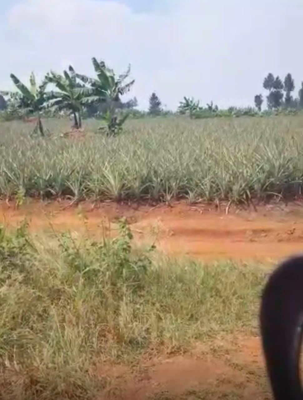 417 Acres with Established Pineapple Plantation – Nakaseke | UGX 10M per acre — photo 1