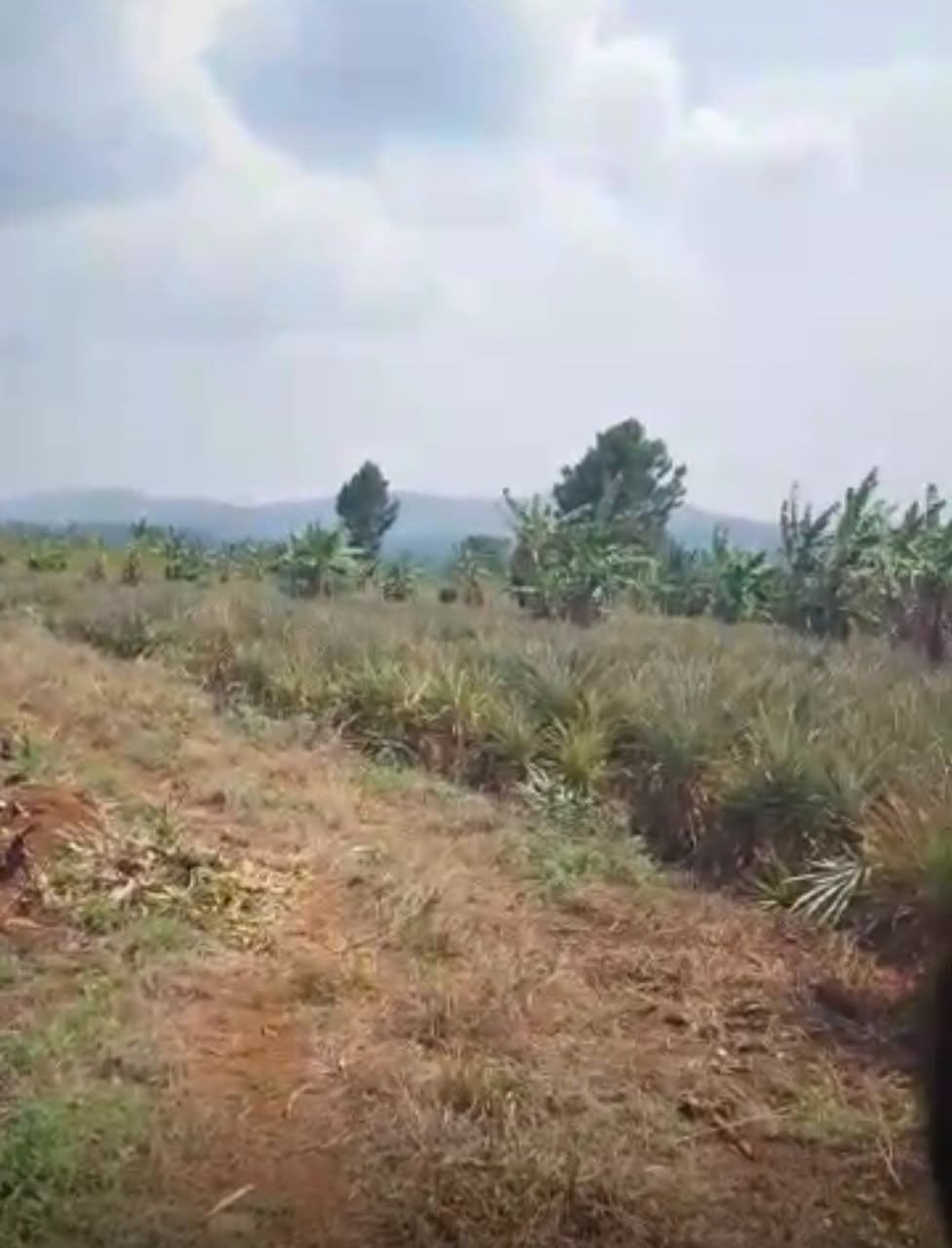 417 Acres with Established Pineapple Plantation – Nakaseke | UGX 10M per acre — photo 2