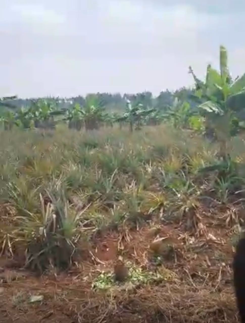 417 Acres with Established Pineapple Plantation – Nakaseke | UGX 10M per acre — photo 3