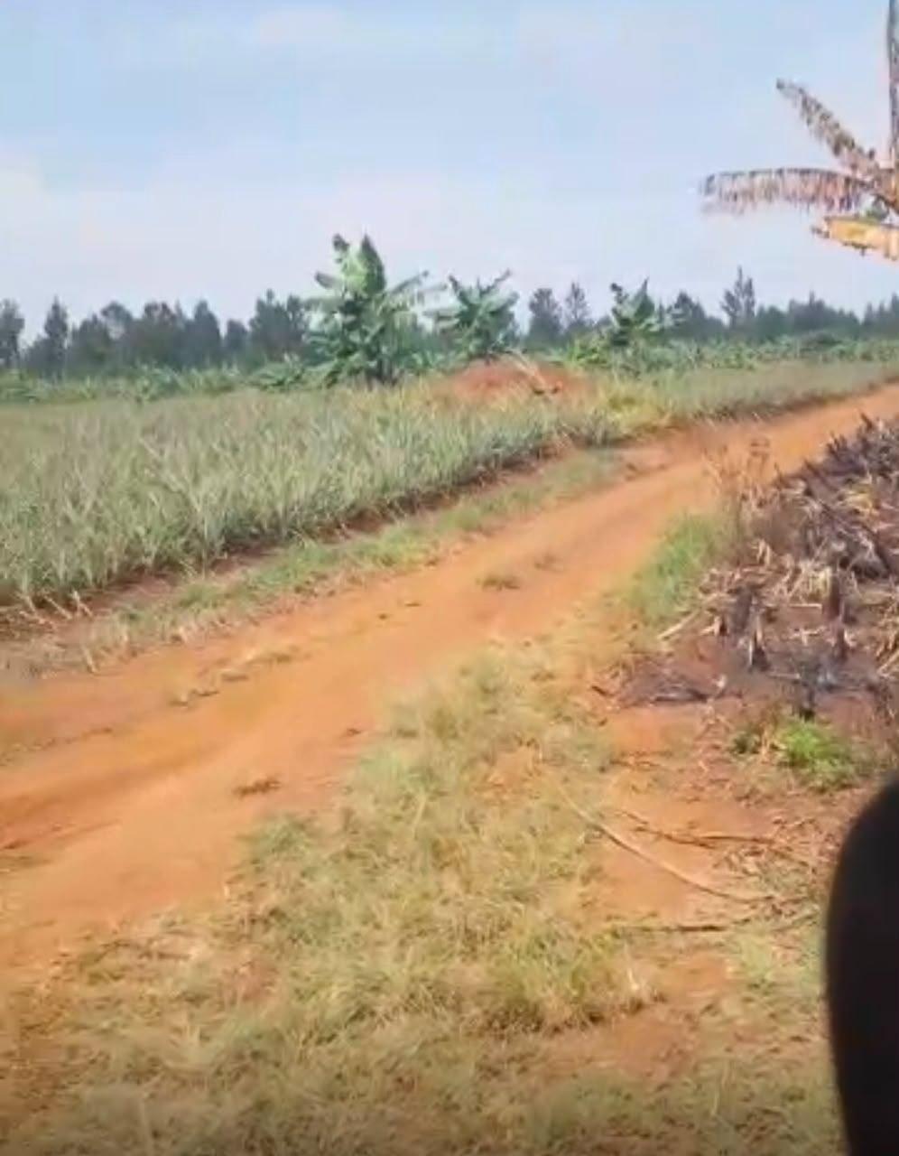 417 Acres with Established Pineapple Plantation – Nakaseke | UGX 10M per acre — photo 4